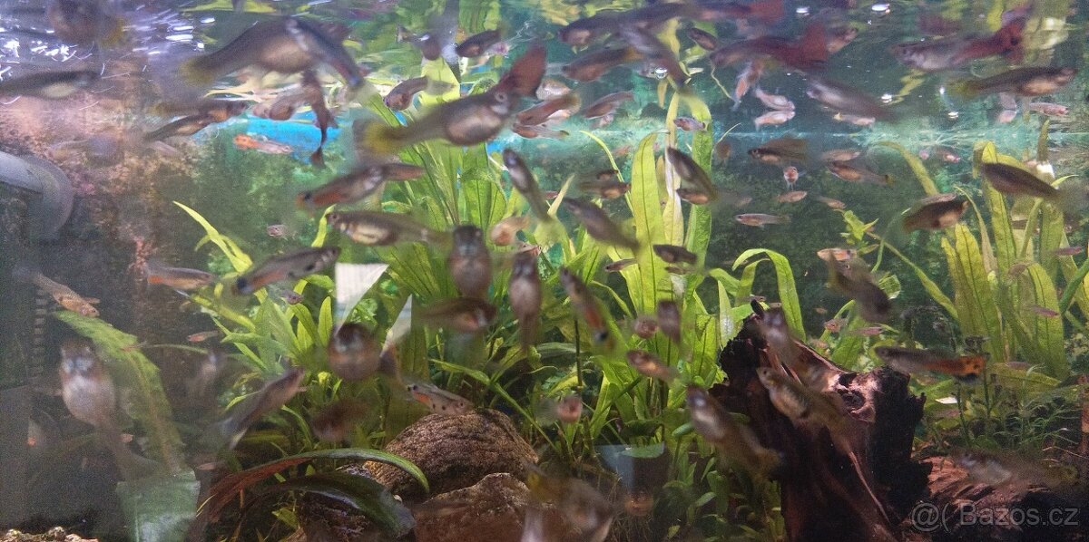 Paví očka různé druhy