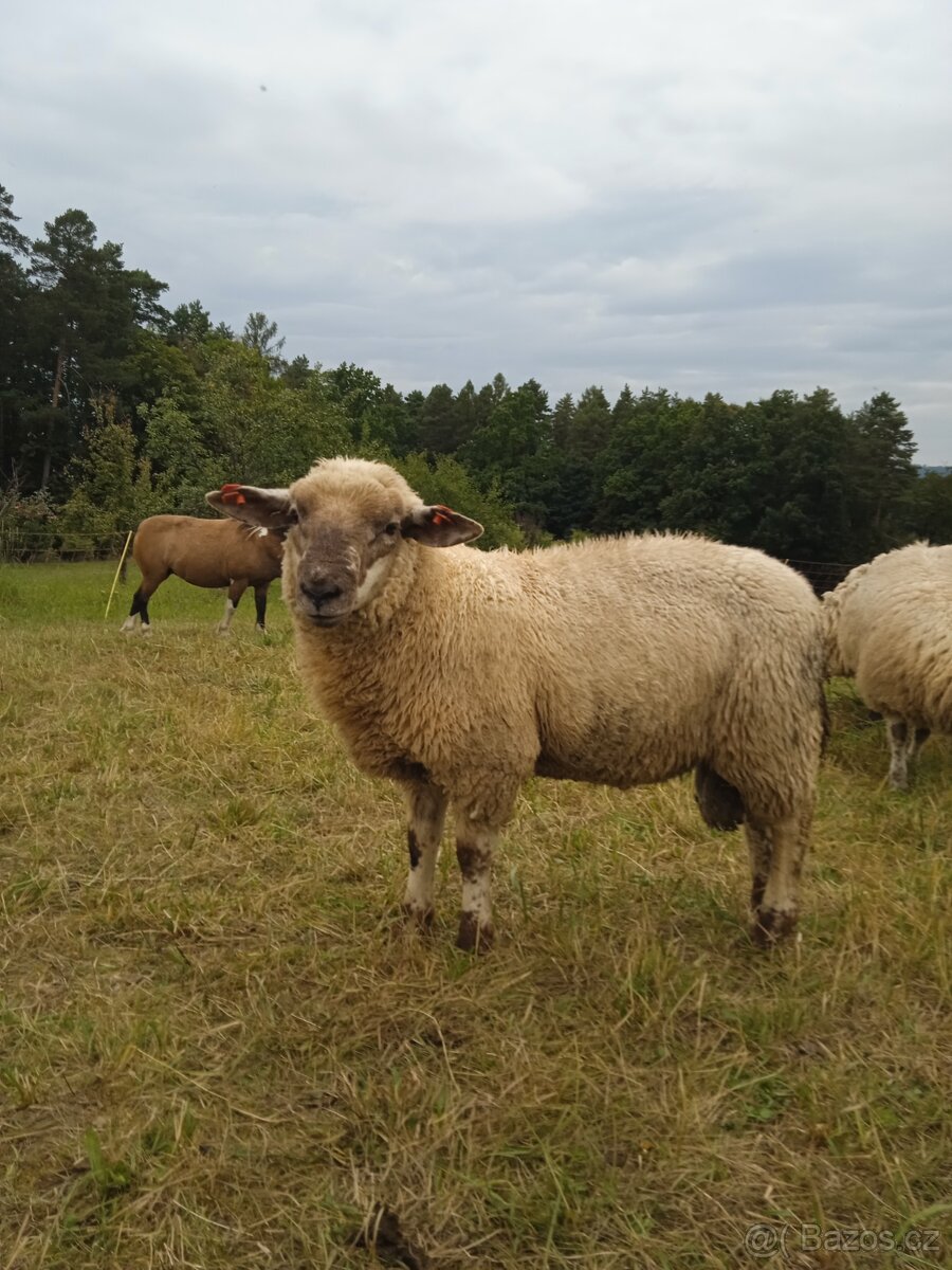 Letošní berani nejlépe na chov