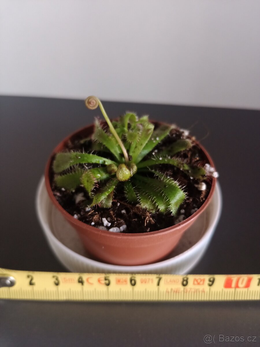 Masožravá rostlina Aliciae 1x mladá rostlinka.