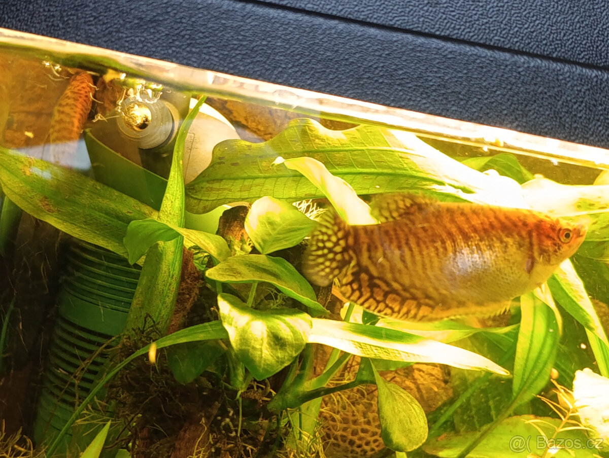 Čichavec zlatý - Daruji