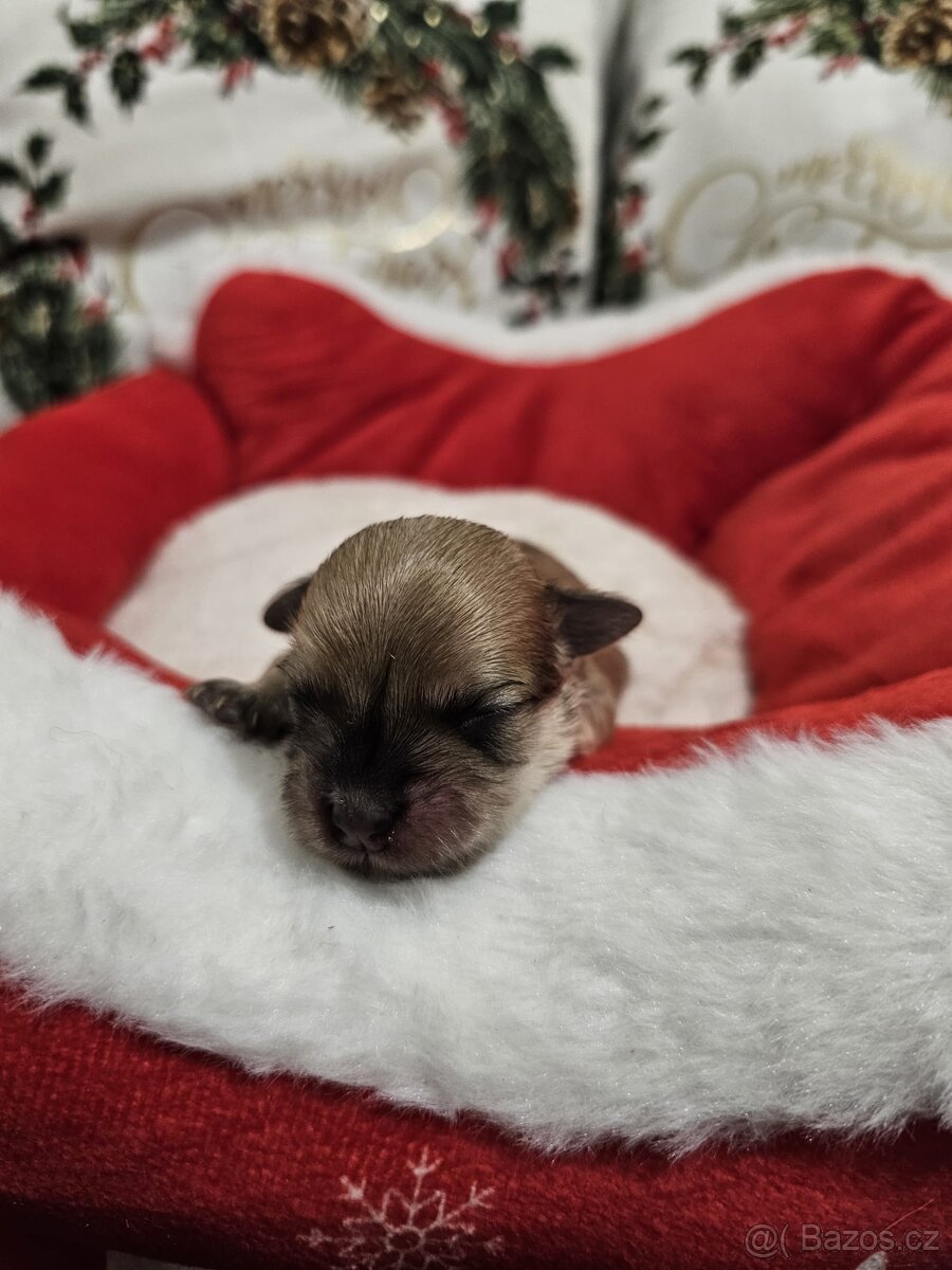 Havanský psík s PP v FCI