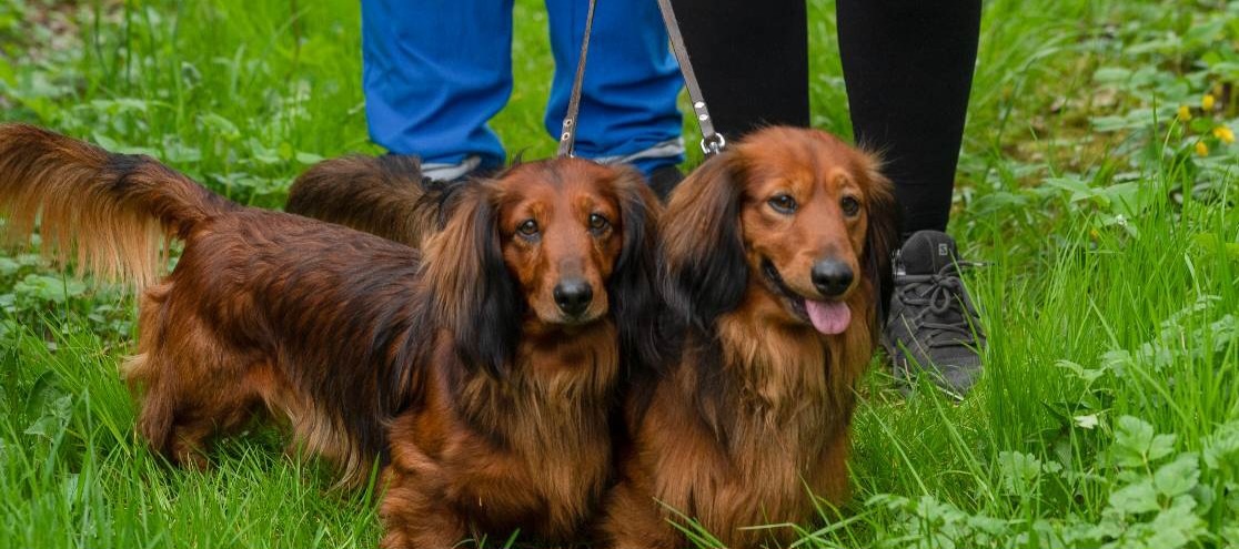 Nabízím krytí jezevčíkem