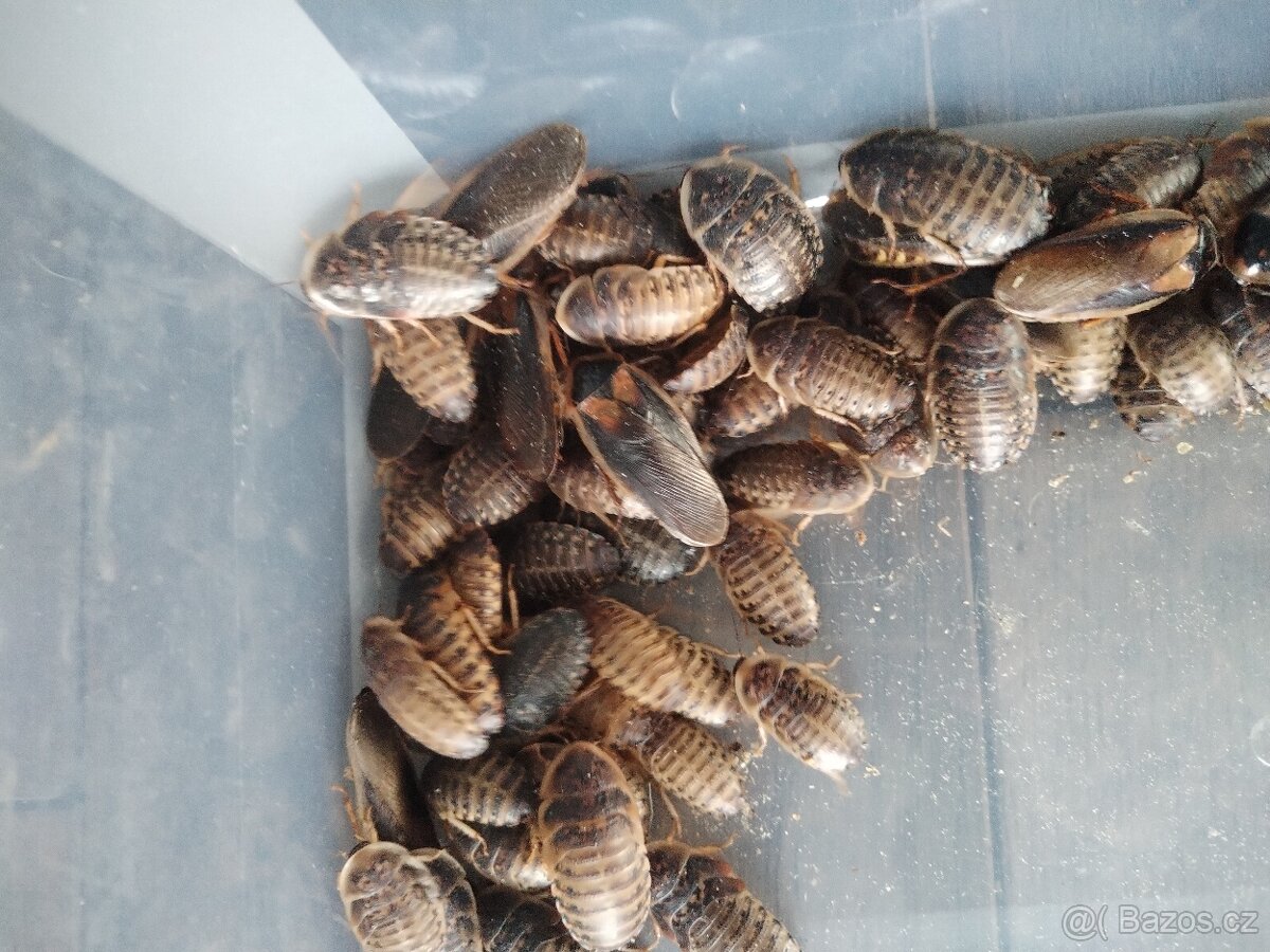 ŠVÁB ARGENTINSKÝ, šváby