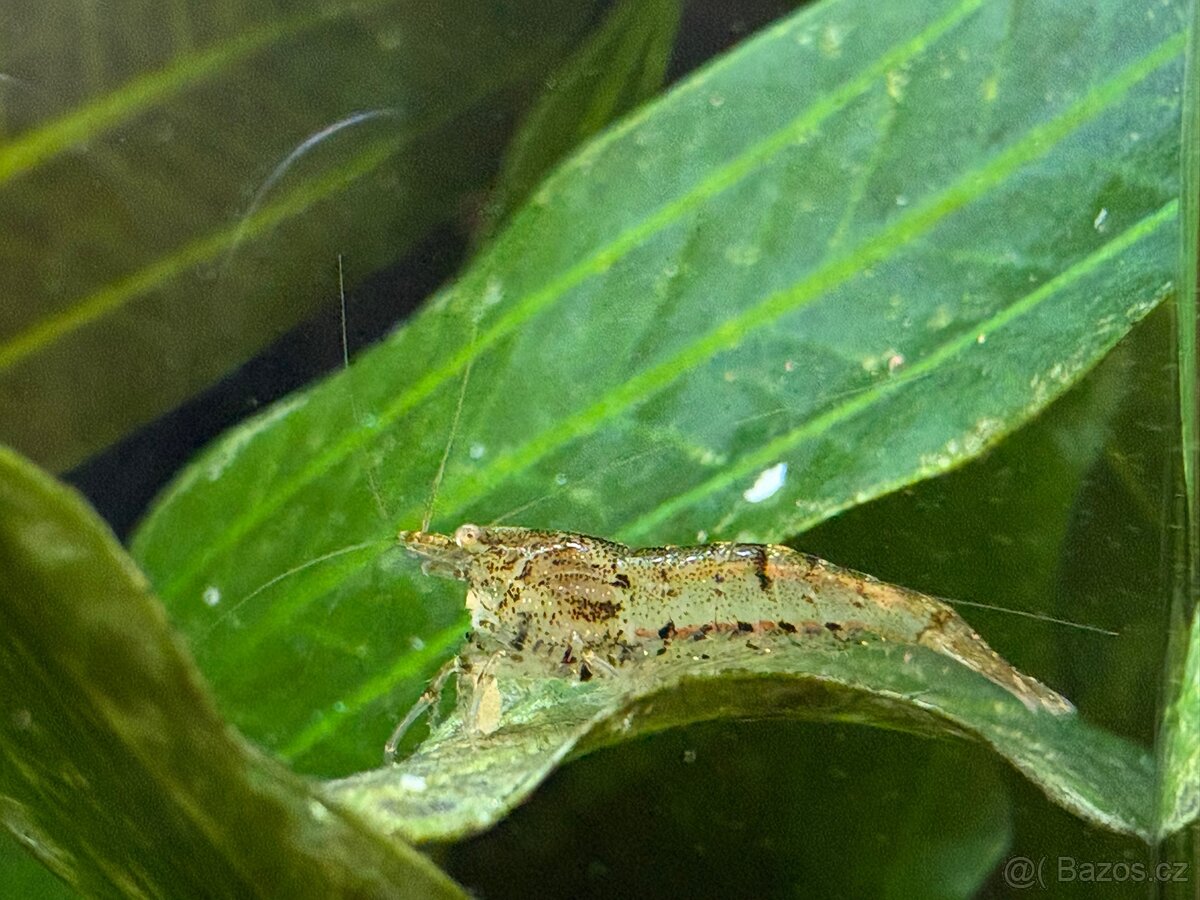 Krevetky Neocaridina