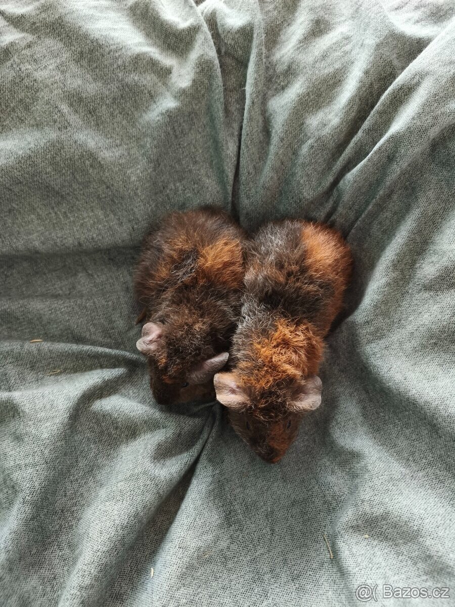 US Teddy miminka