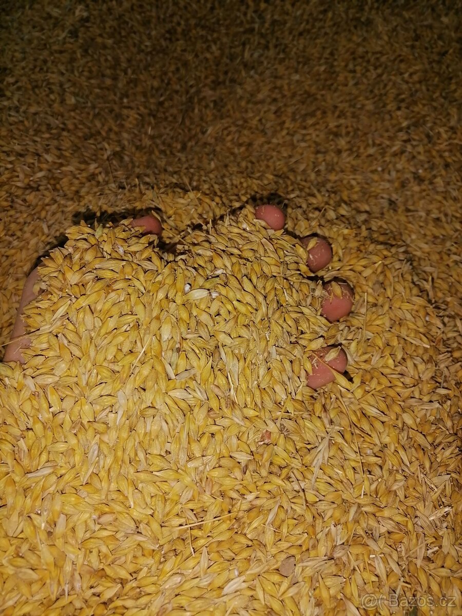 Ječmen