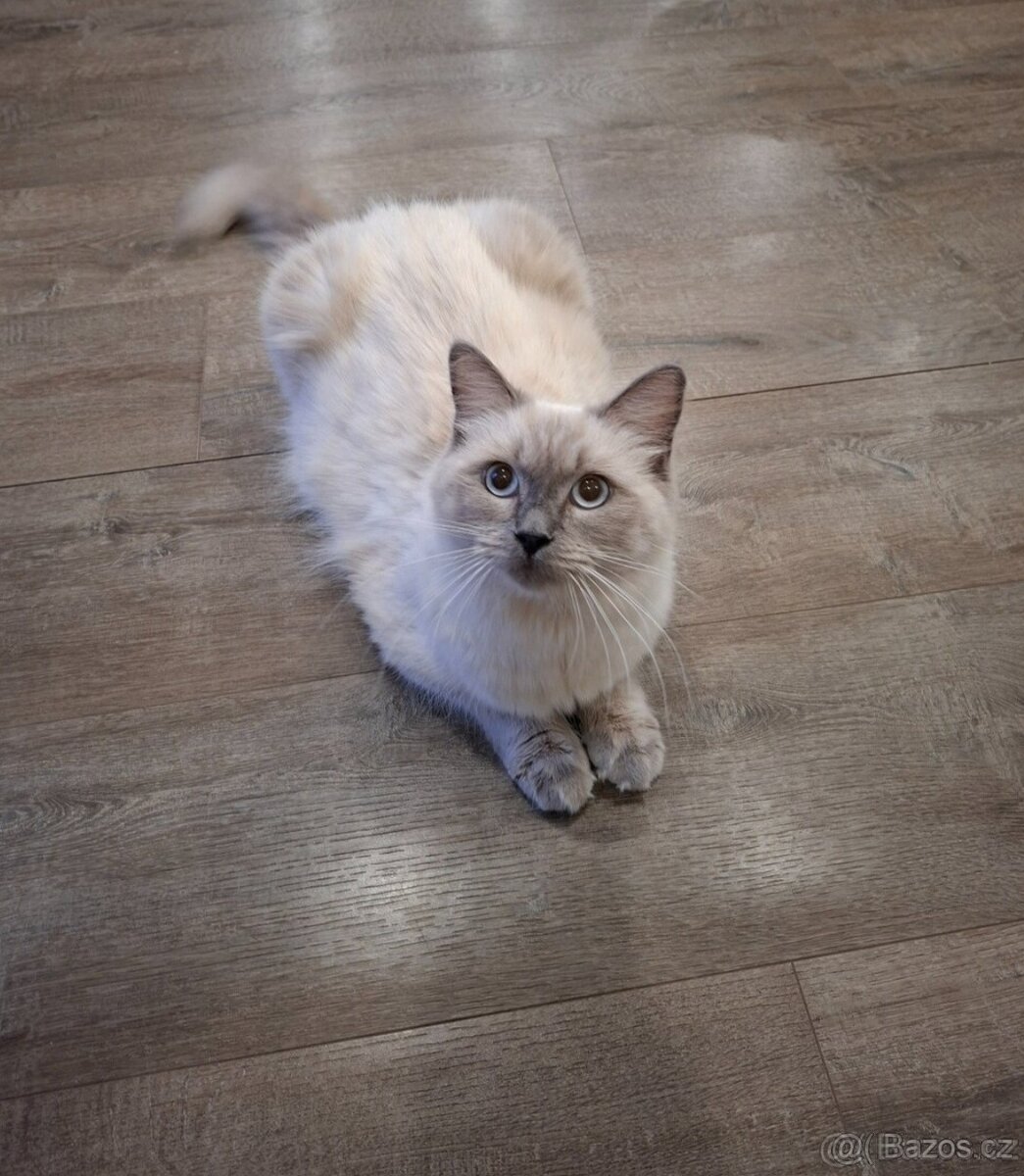 Kočka Ragdoll 2 roky