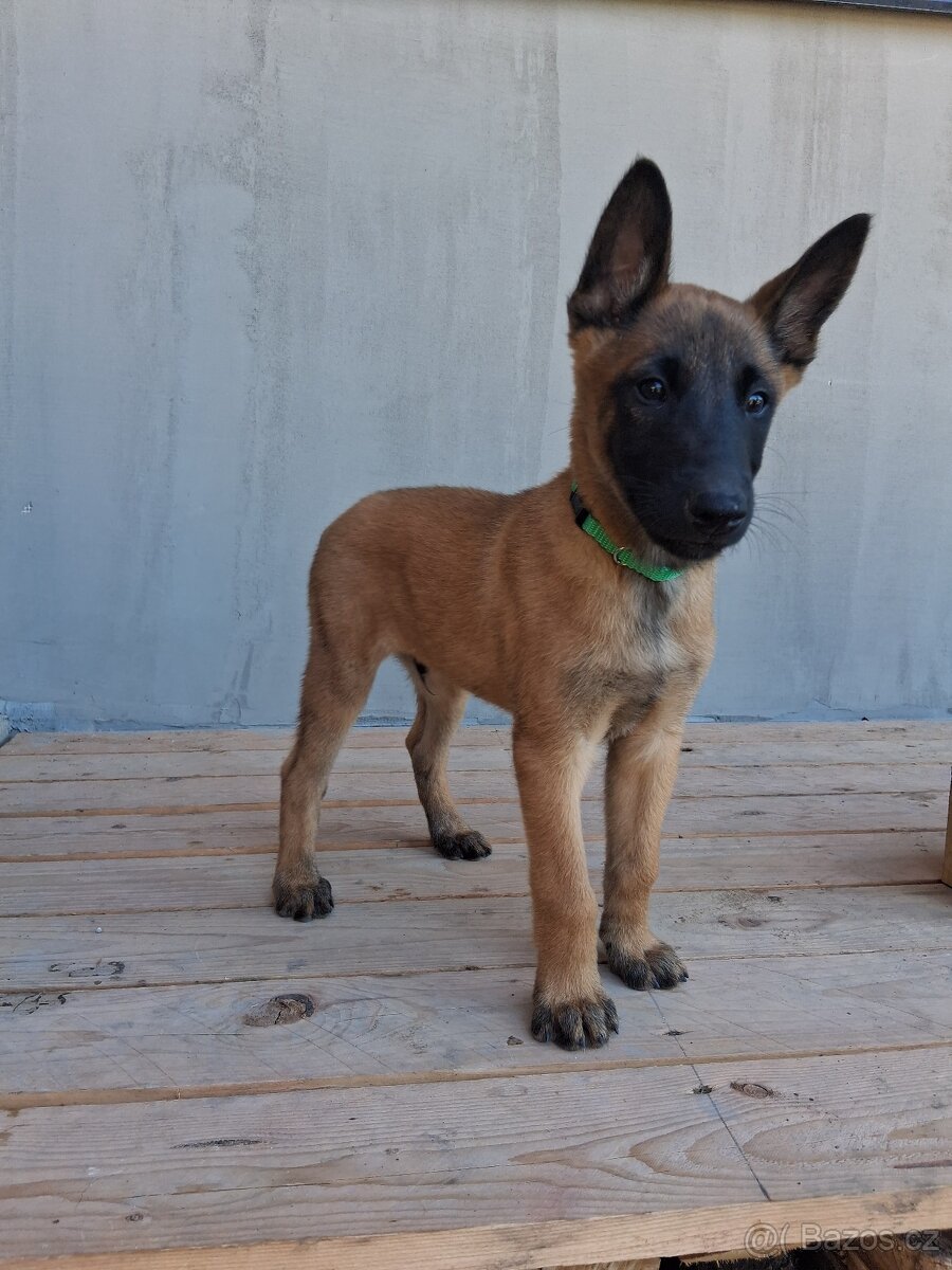 Štěňata Belgický ovčák malinois s PP