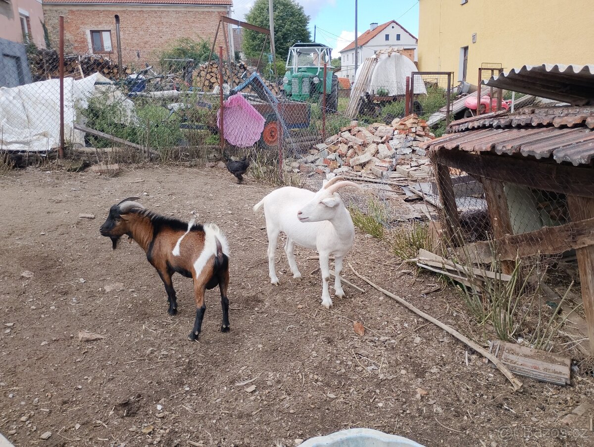 Prodám