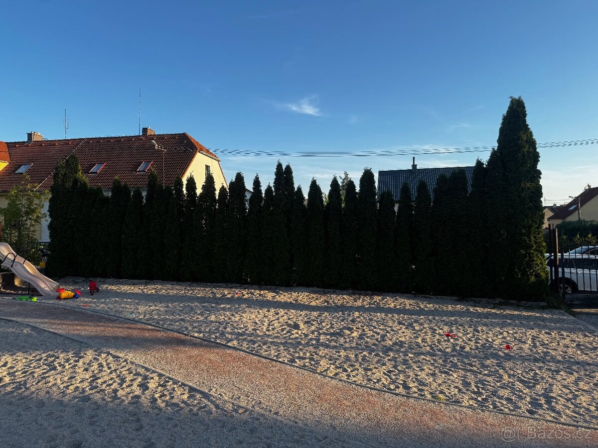 Thuje smaragd