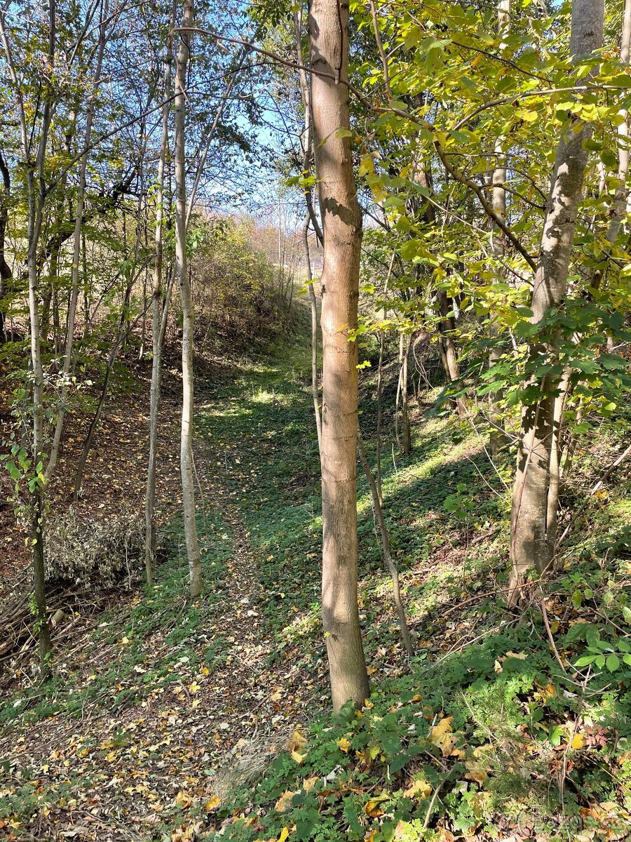 Lesní pozemek