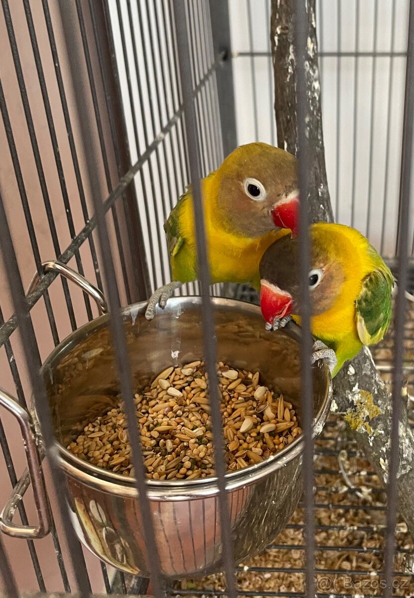 Agapornis škraboškový