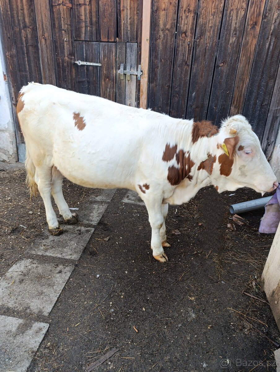 Prodám Zdeňku
