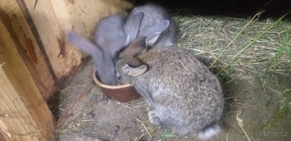 samci,samice křizenci