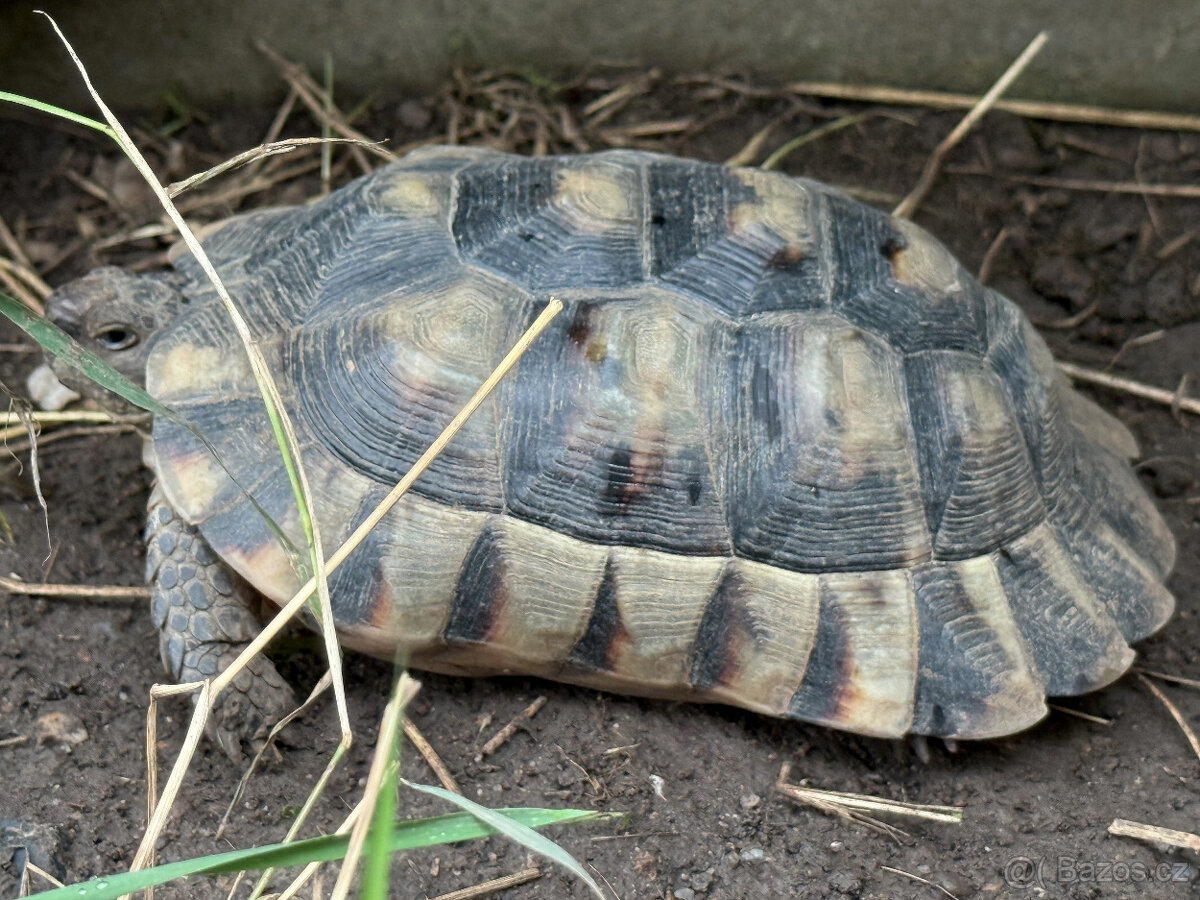 želva vroubená odrostlá mláďata