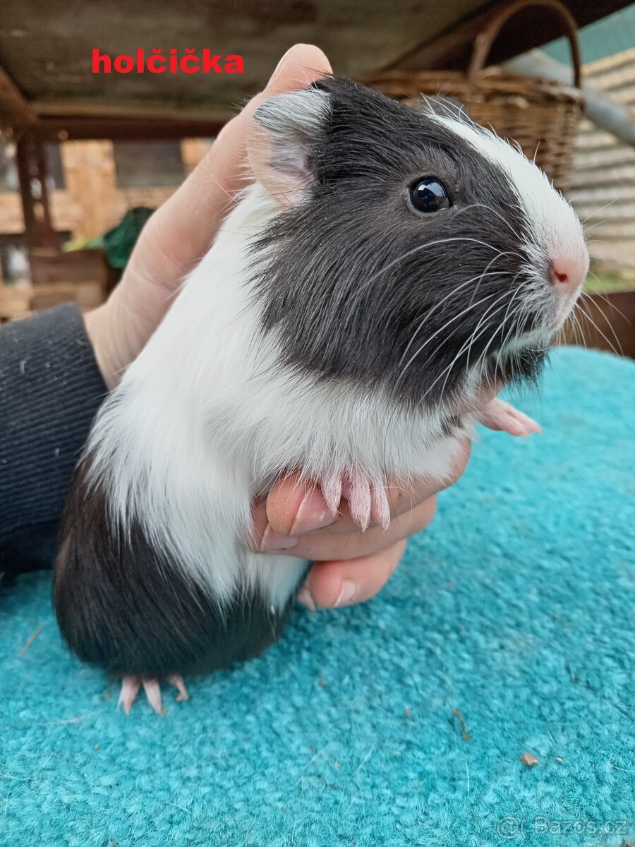 Morčátka na mazlíčka