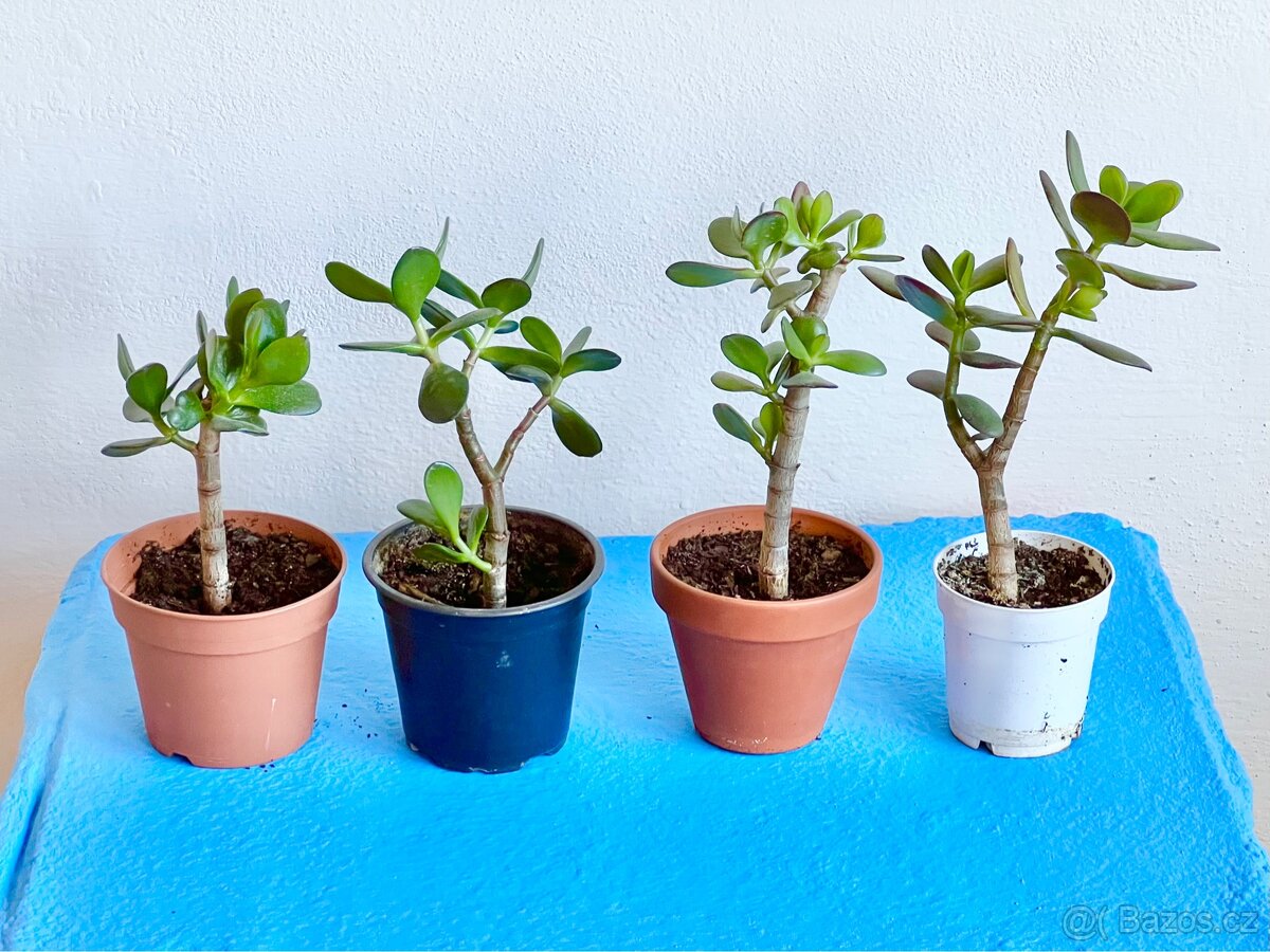 Pokojová rostlina Tlustice Crassula pokojovka