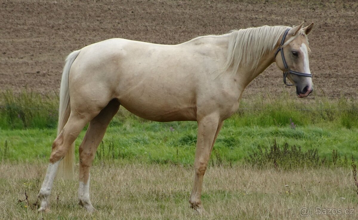 Prodám 3-letou klisnu Kůň Kinský,