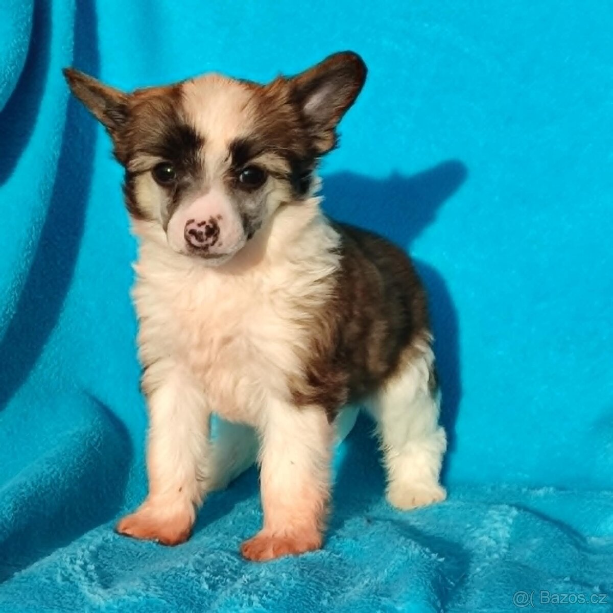 Čínský chocholatý pes labutěnka s pp