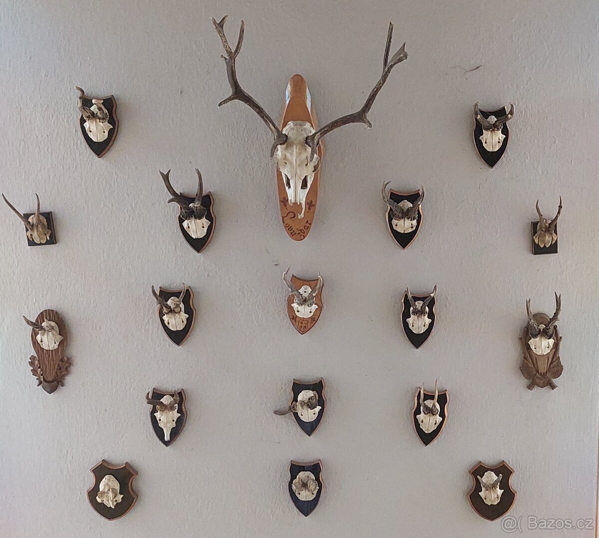 Parohy a paroží, bažant