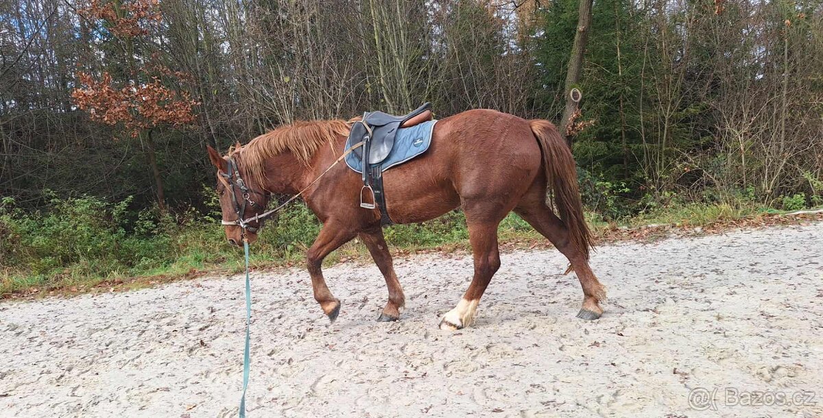 Dvě klisny slezskeho norika