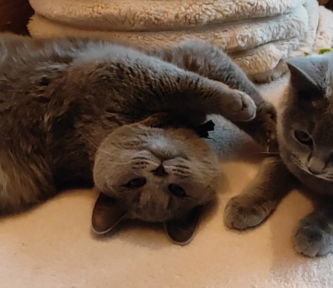 Britská koťata britské kotě