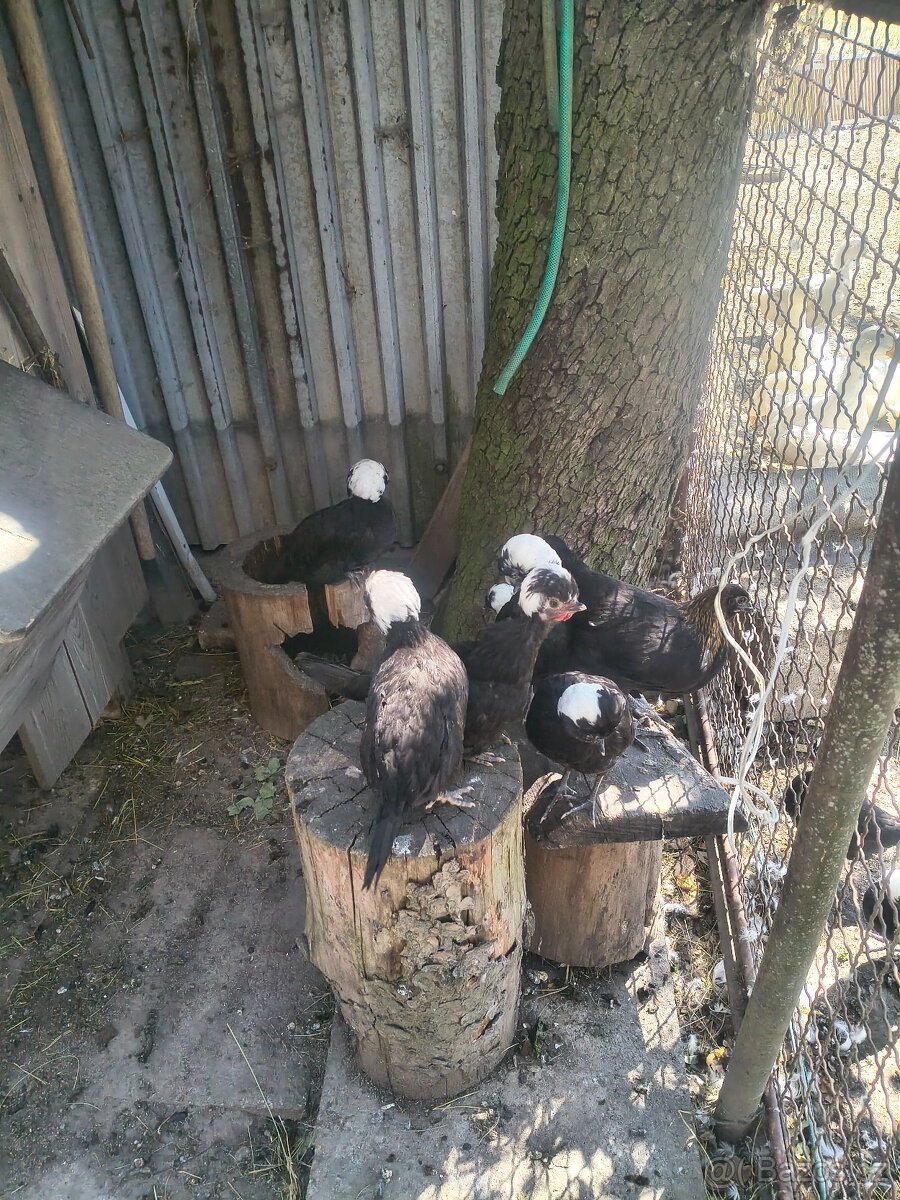 Holanďanka