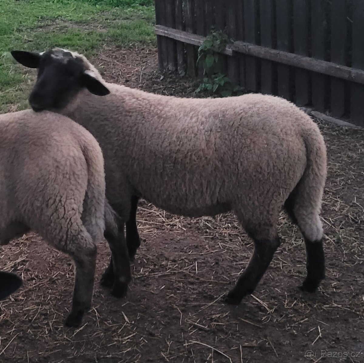 Beránek Suffolk