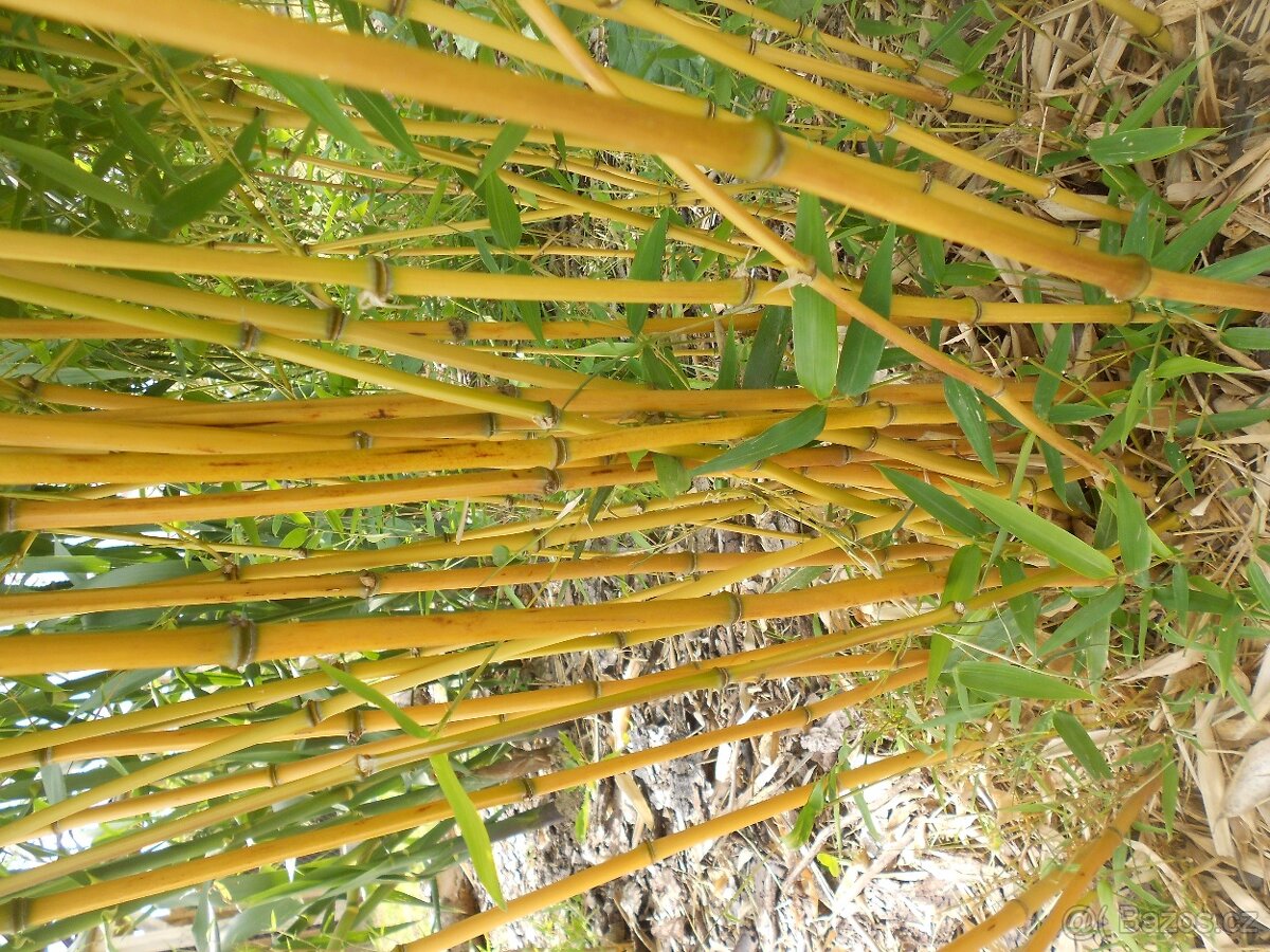 Bambus Vysočina, velky vyběr, ruzné druhy