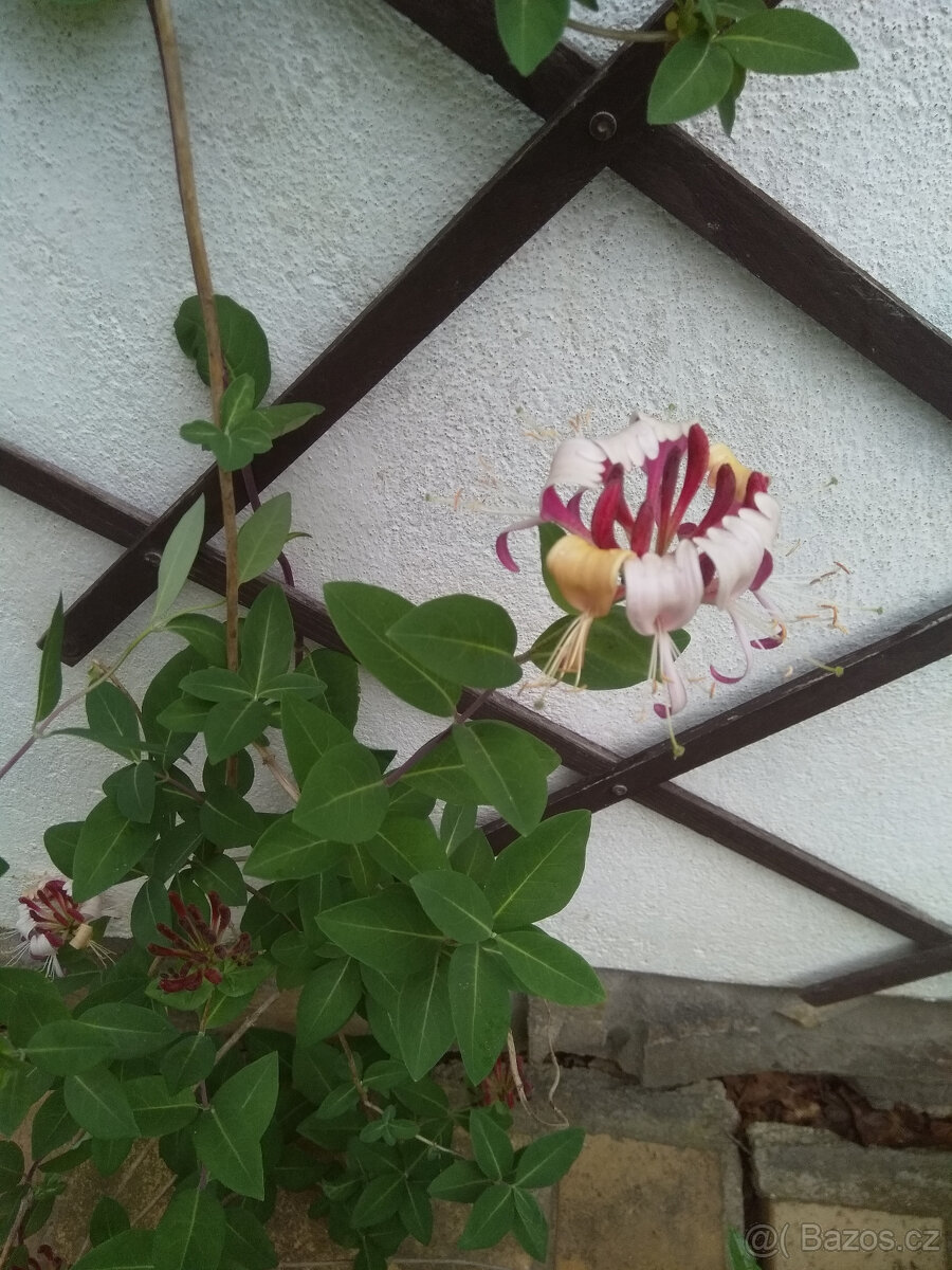 lonicera červená, pnoucí vonící dřevina, sazenice