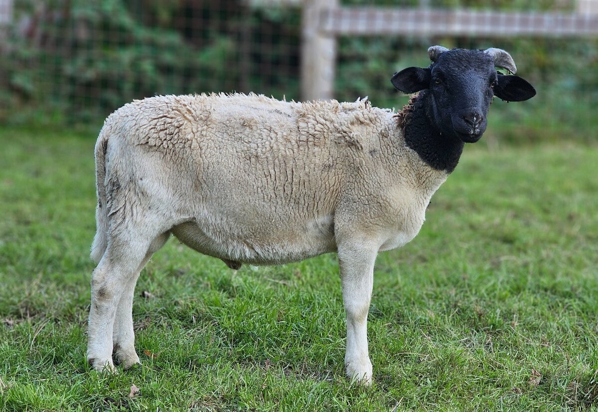 Dorper