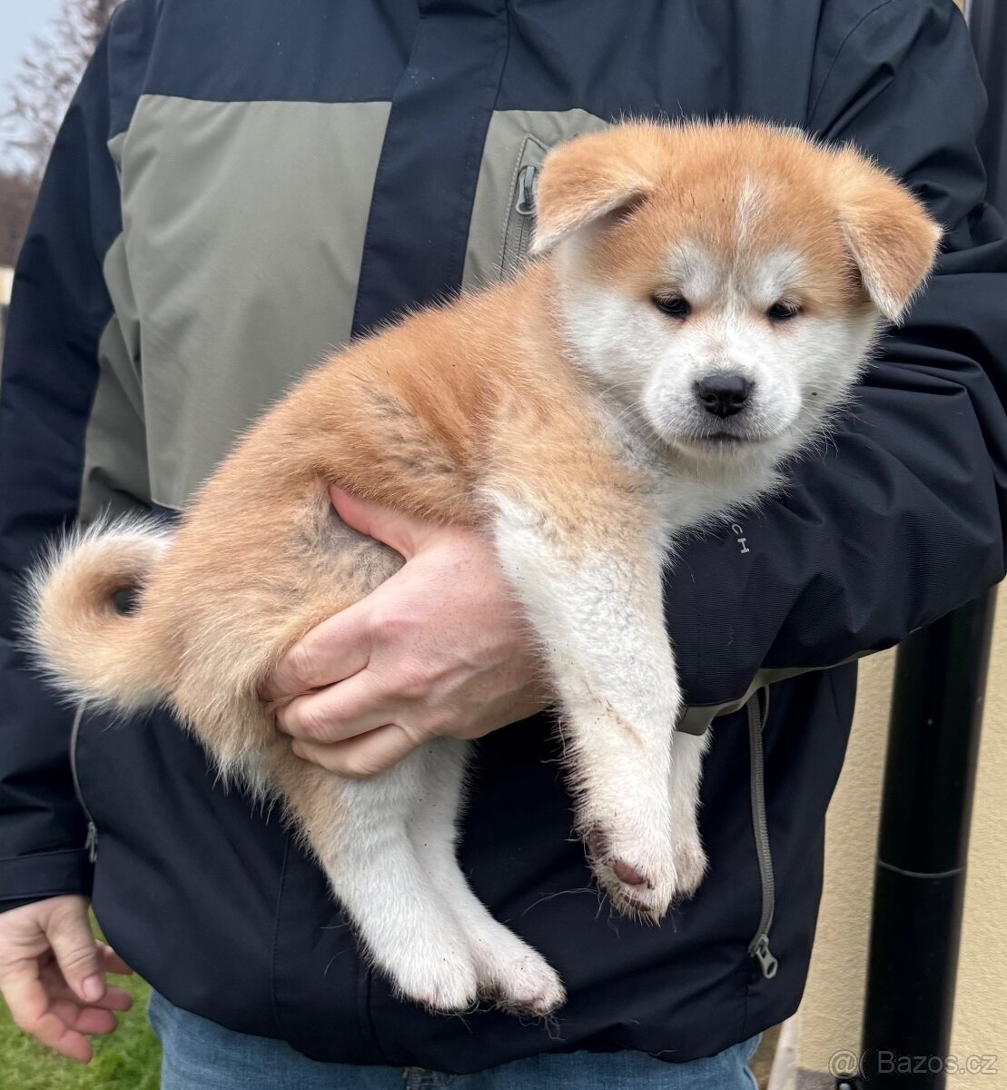 Akita inu s PP