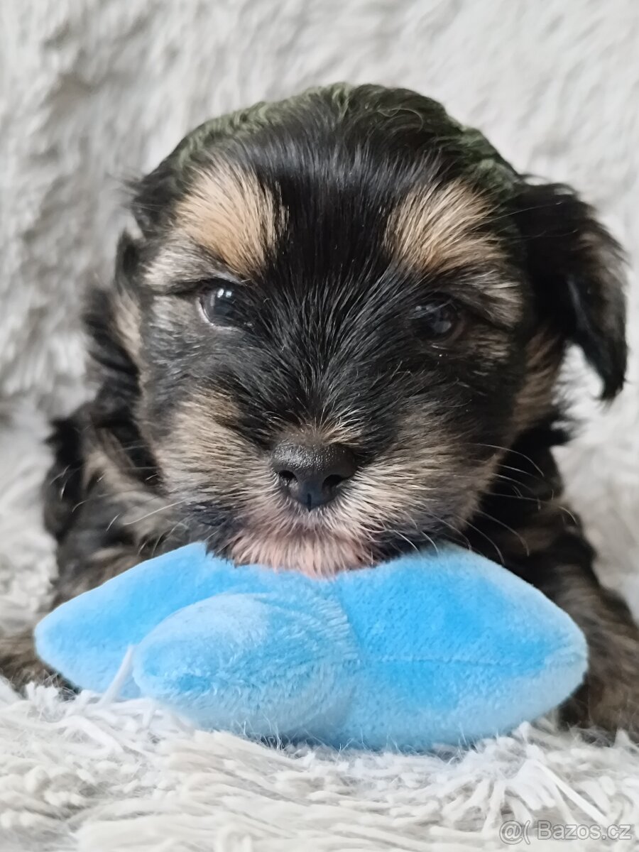 Jorkšírský teriér s PP