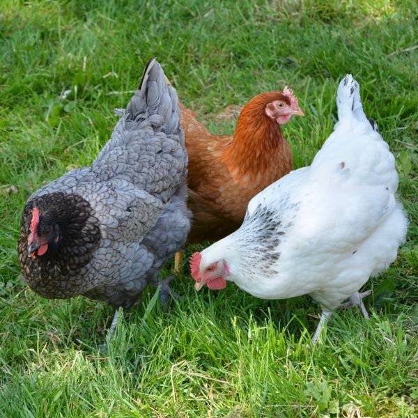 Poptávám 2 slepice