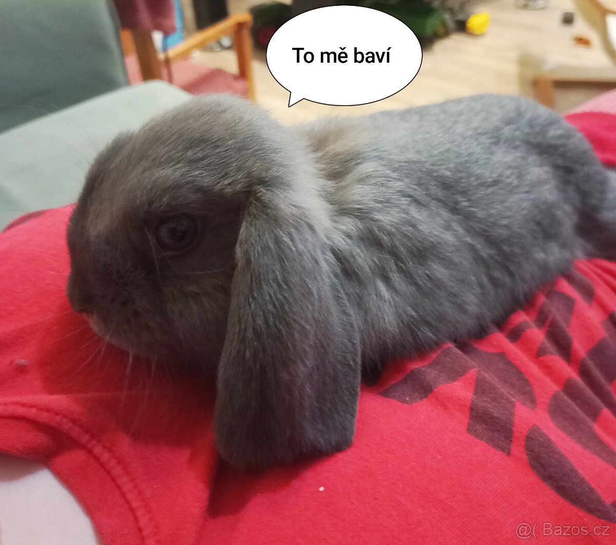 Zakrslý beránek králíček