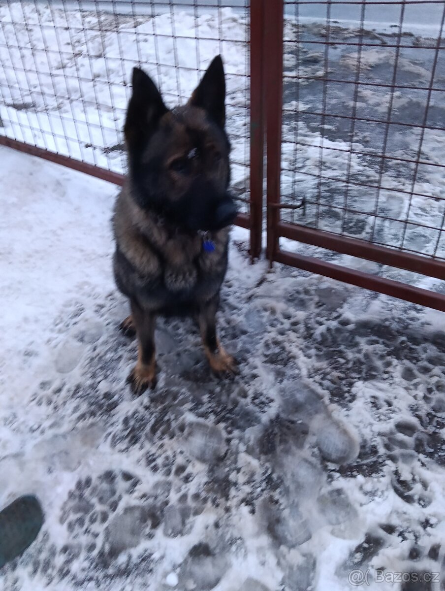 Daruji psa něm.ovcaka