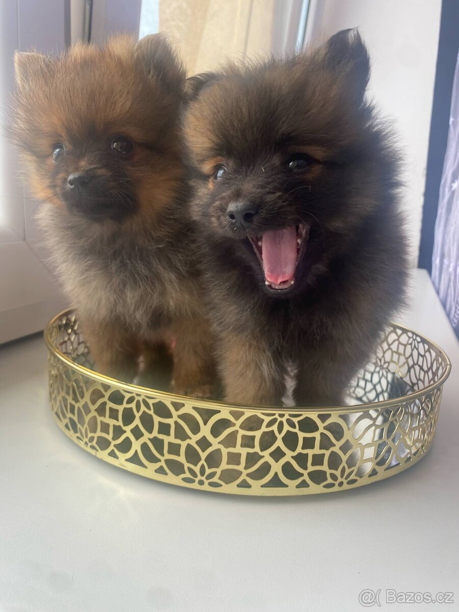 Pomeranian bez pp
