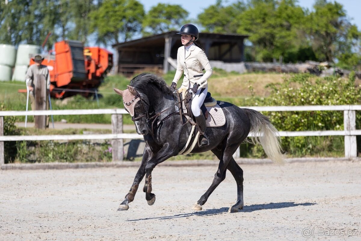 4letý oldenburský valach po Hickstead White