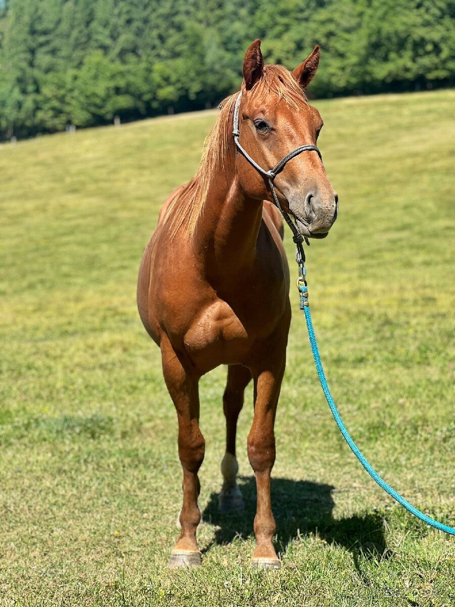 QH valach po AP Royal Bar