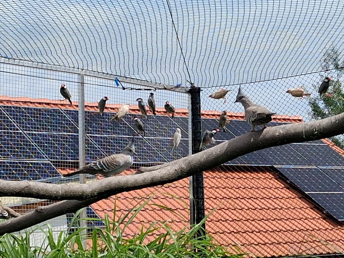 Prodam exoticke ptactvo