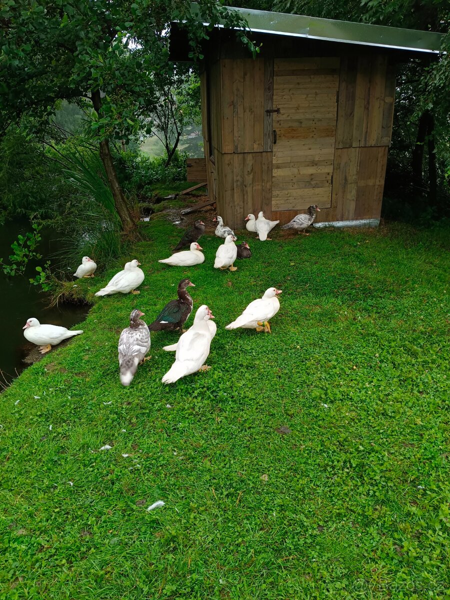 Kachna pižmová