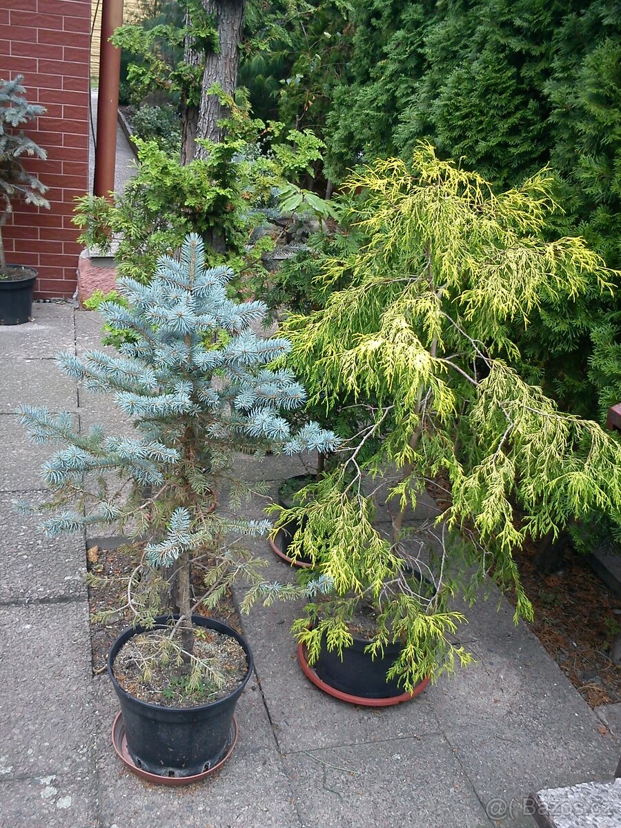 Borovice, smrčky, túje a další dřeviny