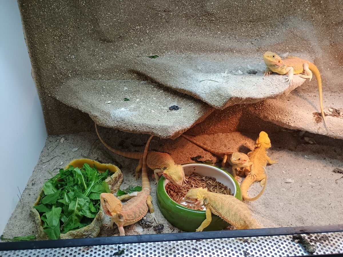 Agama vousata