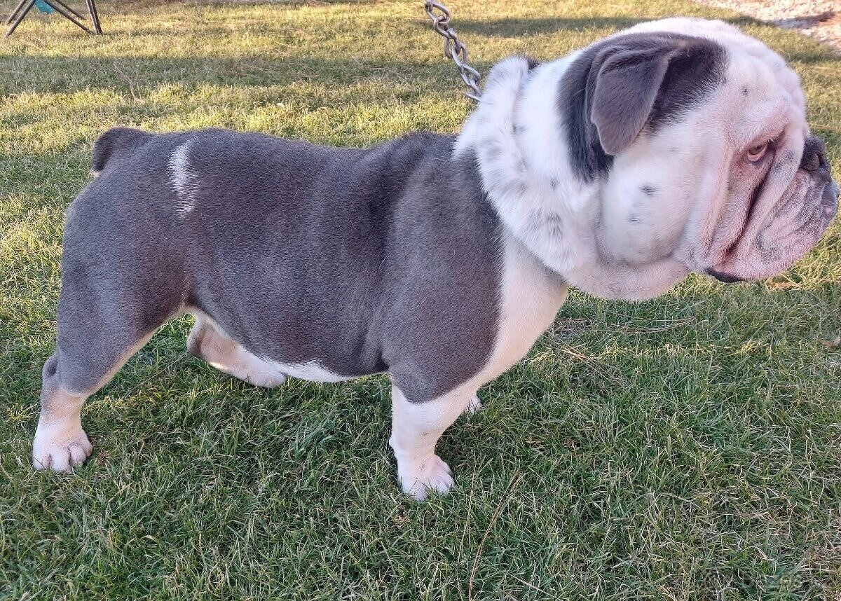 Anglický buldok krytí