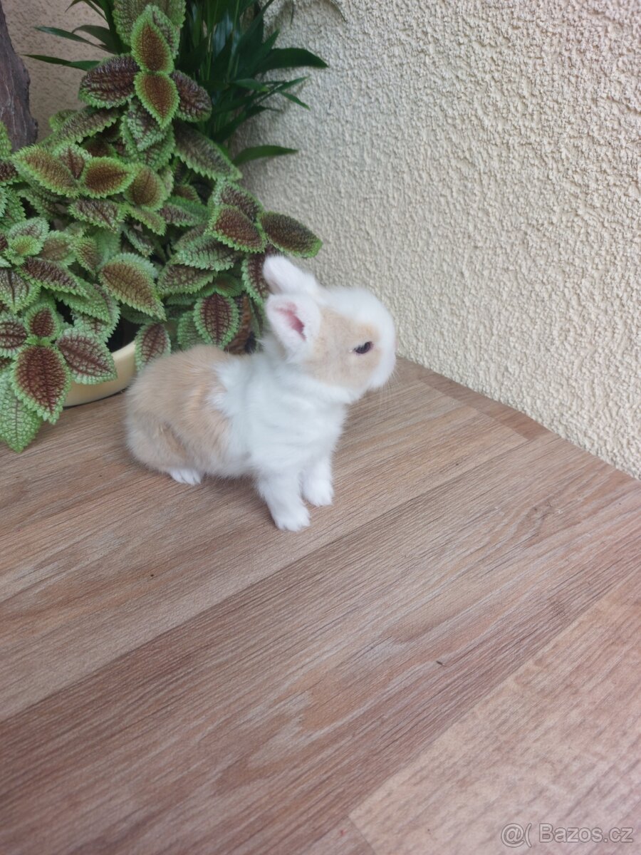 Zakrslý králík TEDDY - sameček