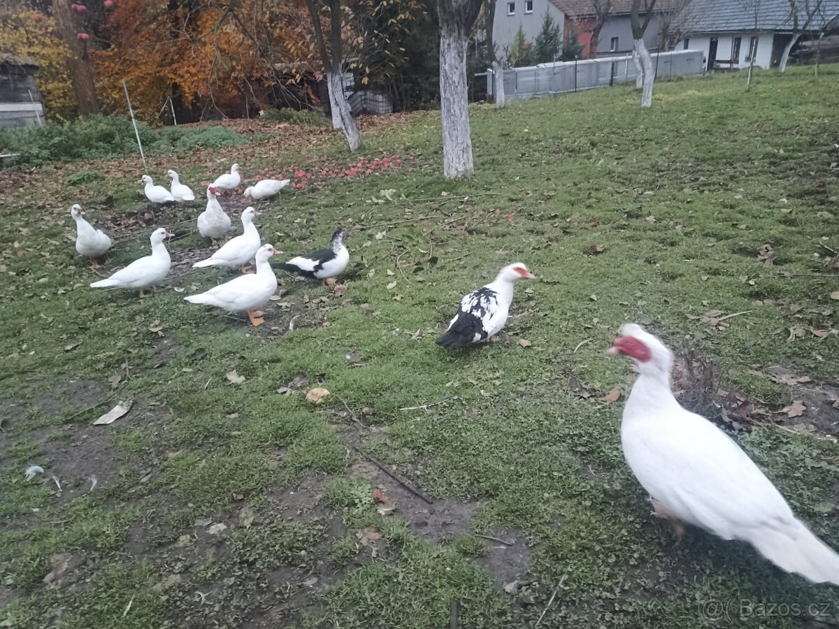 Vykrmené pižmovky akce 150,-