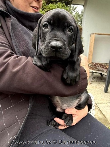 Tosa inu - veselé štěňátko vzácné černé barvy s PP