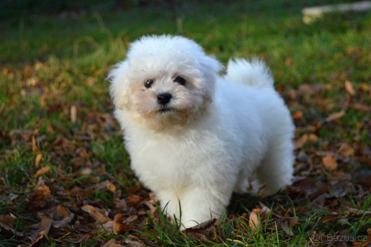 Bišonek Frisé s PP