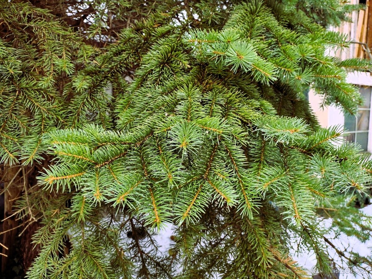 Nabízím chvojí ze Smrku stříbrného