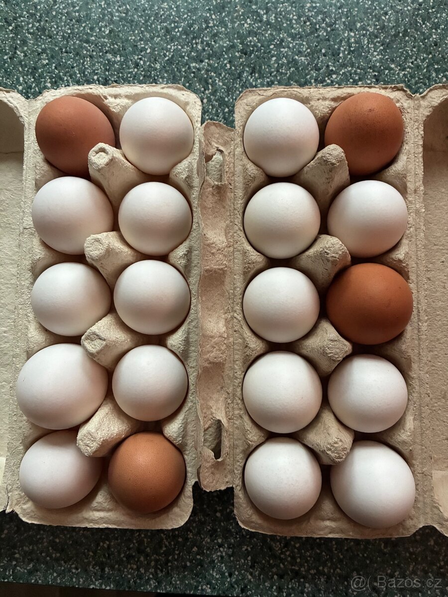 Domácí vejce